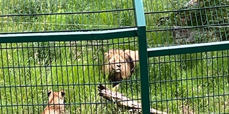 III G i II GK w oliwskim ZOO